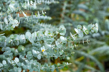 Medicinal leaves of eucalyptus - Eucalyptus little boy blue - obrazy, fototapety, plakaty