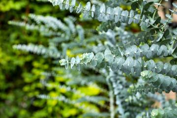 Eucalyptus plant baby blue - Eucalyptus little boy blue