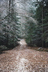Path  Cold Winter Forest Nice Road Nature