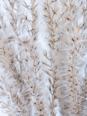Dried reed on a light blue background. Close-up. Macro. Soft background.