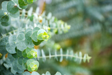 Eucalyptus plant baby blue - Eucalyptus little boy blue © Luis Echeverri Urrea