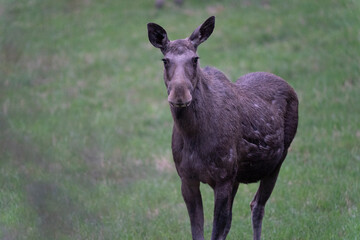 Eurasian elk (Alces alces)