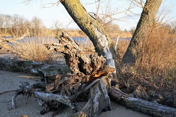 Trees and drift wood along the river .