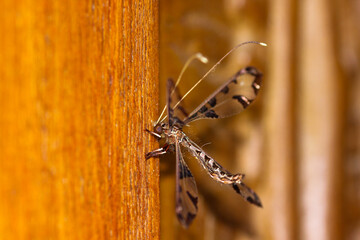 Owlfly Insect On Wood Surface (Tmesibasis lacerata), Marble Hall, South Africa