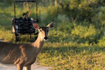 Whitetail Deer at the Arthur R Marshall Loxahatchee Wildlife Refuge near Boynton Brach, Florida