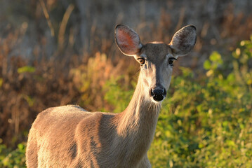 Whitetail Deer at the Arthur R Marshall Loxahatchee Wildlife Refuge near Boynton Brach, Florida
