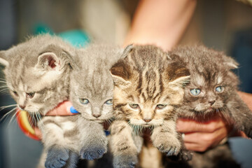 Woman holding four kittens