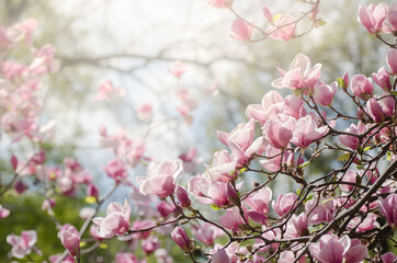Fototapeta na wymiar Beautiful magnolia tree blossoms in springtime. Jentle magnolia flower against sunset light.