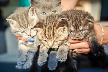 Four kittens in the hands