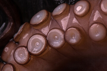 Octopus tentacles close-up on a dark background. Macro