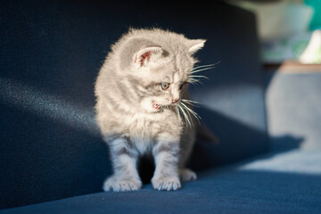 Kitten standing on a blue sofa under sunlight, meowing and looking away and down