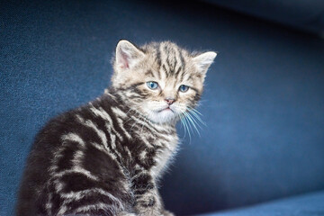 Fototapeta na wymiar Little tabby kitten sitting on blue couch