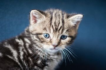 Fototapeta na wymiar Portrait of tabby kitten on blue background close up