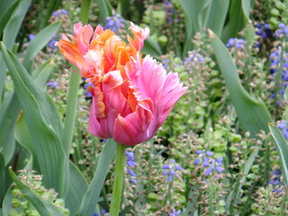 Fototapeta premium Tudor Schleurholts
