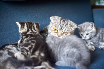Cat and little kittens around on blue couch