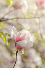 Beautiful magnolia tree blossoms in springtime. Jentle magnolia flower against sunset light.