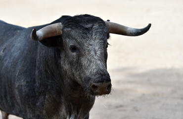 tipico toro español en una plaza de toros