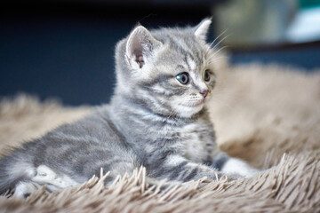 Naklejka na ściany i meble Sweet kitten relaxing on blanket