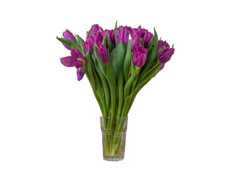 Fototapeta premium many yellow tulips
