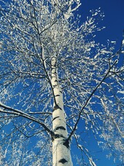 Fototapeta premium Snow-covered birch on a blue sky background