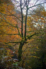 Landscape with tree covered in moss