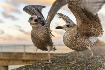 Les goelands discutent