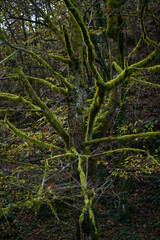 Landscape with tree covered in moss