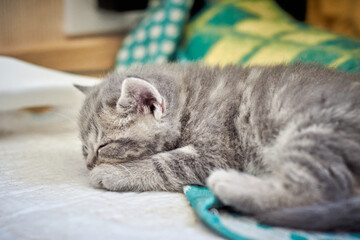 Tabby kitten sleeps on a plaid