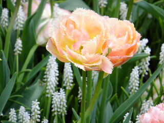 Tudor Schleurholts  flowers