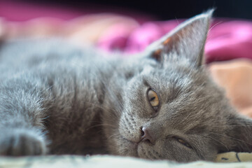 Cat is relaxing on blanket and looks forward