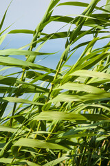 bamboo leaves in the wind