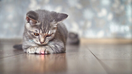 Grey tabby kitten playing with laser pointer image