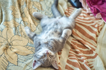 Funny kitten relaxing on bed