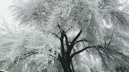 tree crown in a luxurious frost