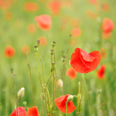 Fototapeta na wymiar Bright red wild poppy flowers, petals wet from rain, growing in green field, closeup detail