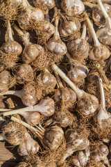 Freshly harvested garlic with clods of earth on wooden floor