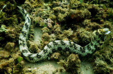 Costa Rica Pacific sea life