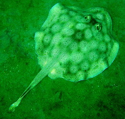 Costa Rica pacific sea life