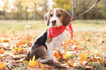 Cute Beagle in park on autumn day. Dog walking