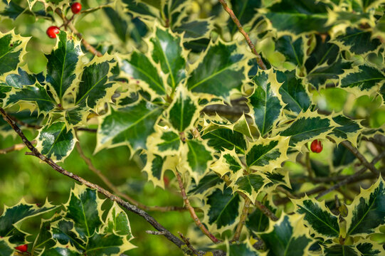Christmas holly ilex aquifolium Argentea Marginata growing in a park. close-up of graceful fringed leaves with red berries are waiting for the New Year. Nature concept for design