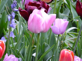 Tudor Schleurholts  flowers