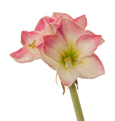 Fototapeta premium Pink and white Hippeastrum (amaryllis) 