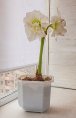 Amaryllis (Hippeastrum)  