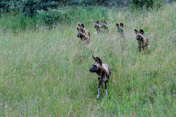 Obraz na płótnie Canvas African Wild Dog walking in Manyeleti game reserve in the Greater Kruger Region in South Africa