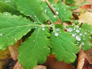 leaf with water drops