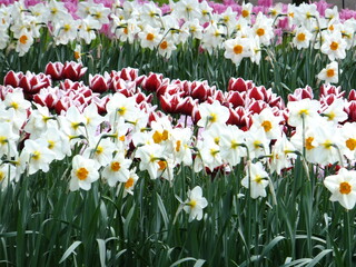 Fototapeta premium Tudor Schleurholts flowers