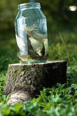 Glass jar with fish on a stump on the background of nature