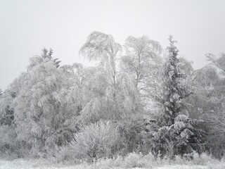 Photographed winter forest, trees covered with frost.