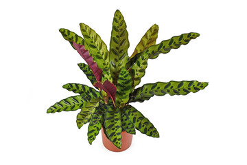 Fototapeta na wymiar Tropical 'Calathea Lancifolia' houseplant, also called 'Rattlesnake Plant' with exotic dot pattern in flower pot isolated on white background