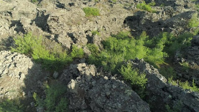 Forest in lava field Dimmu Borgir Iceland drone aerial